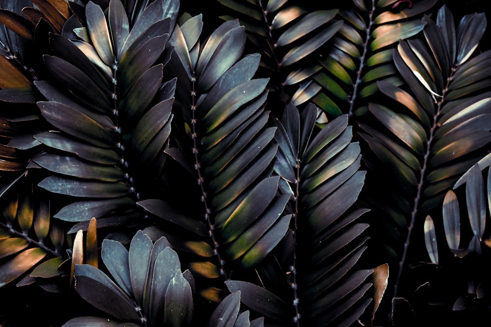 green ovate-leaf plant