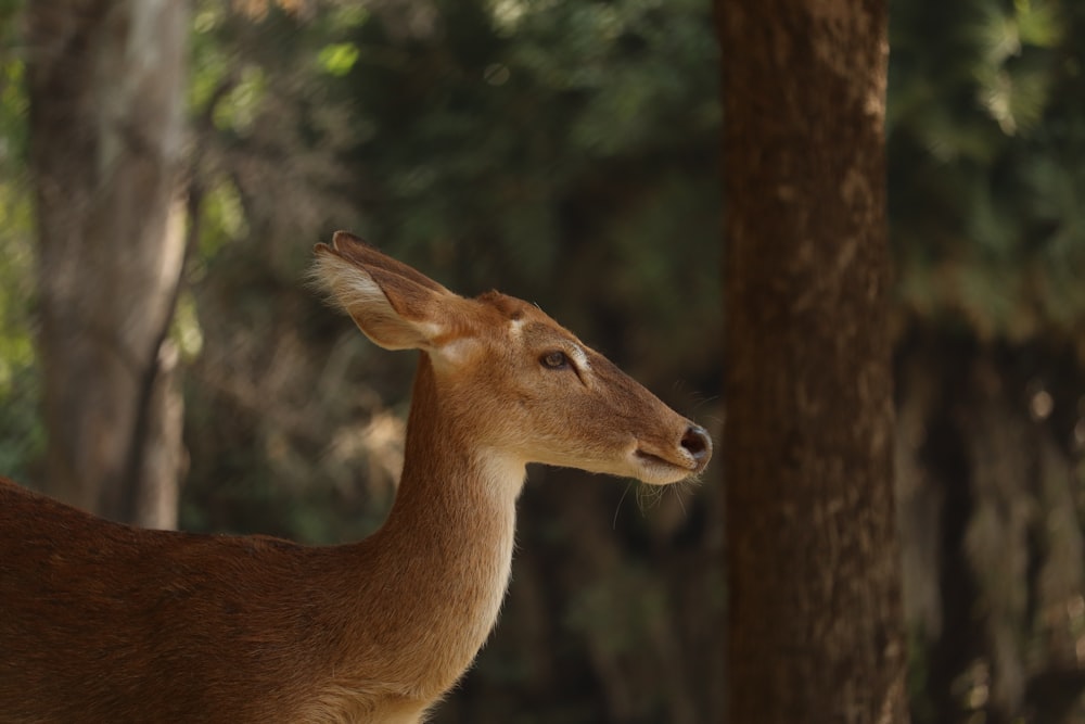 brown deer near tree