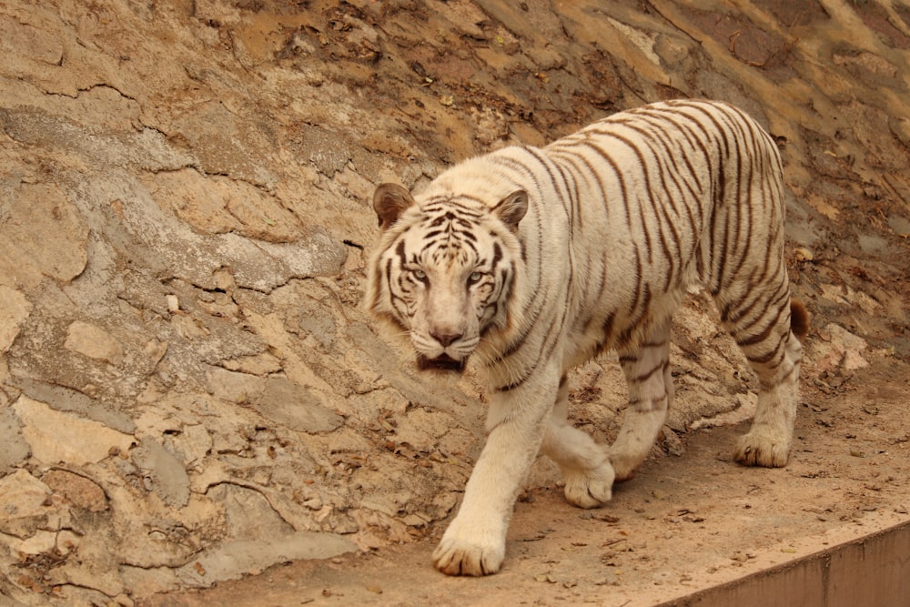 albino tiger