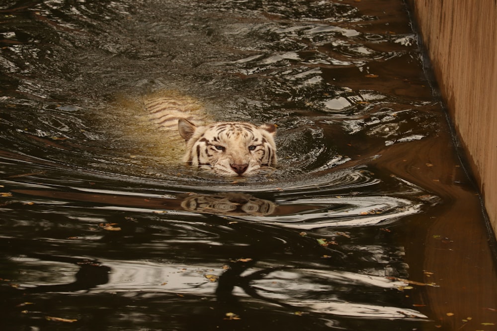 swimming brown tiger