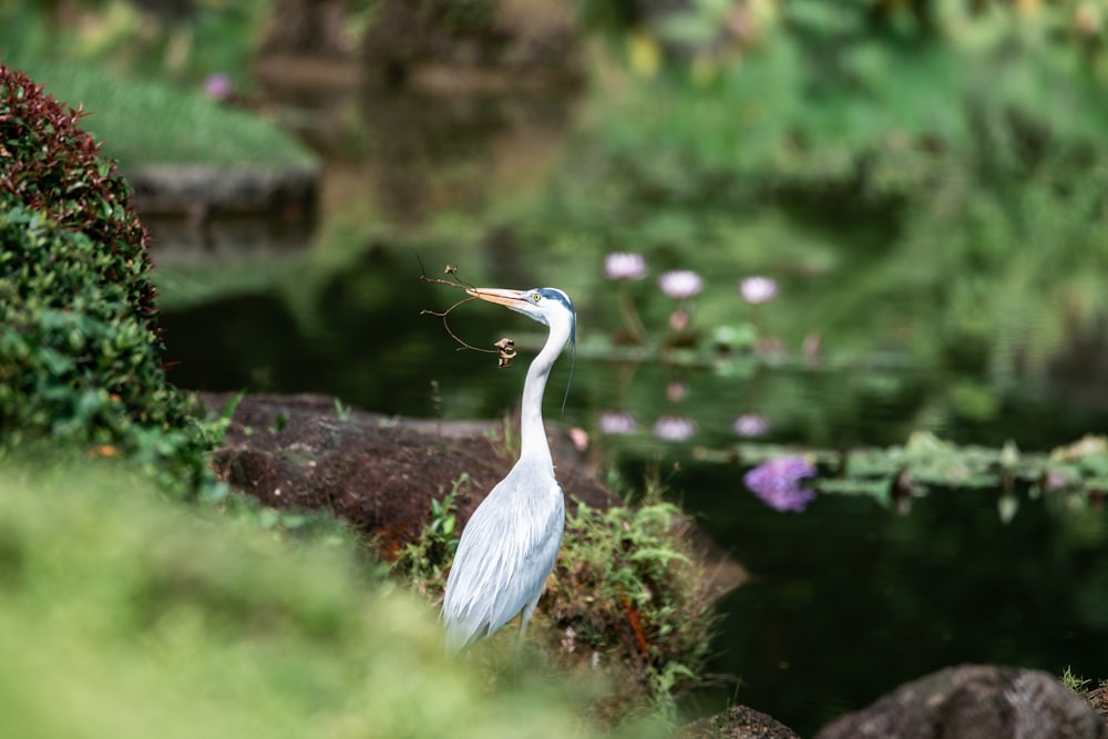 weißer Vogel mit langem Schnabel in der Nähe der Blüte