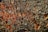 An intricate array of metal cookie cutters is organized against a pegboard with red-orange backlighting. The cutters are various shapes including animals, stars, trees, and other festive designs.
