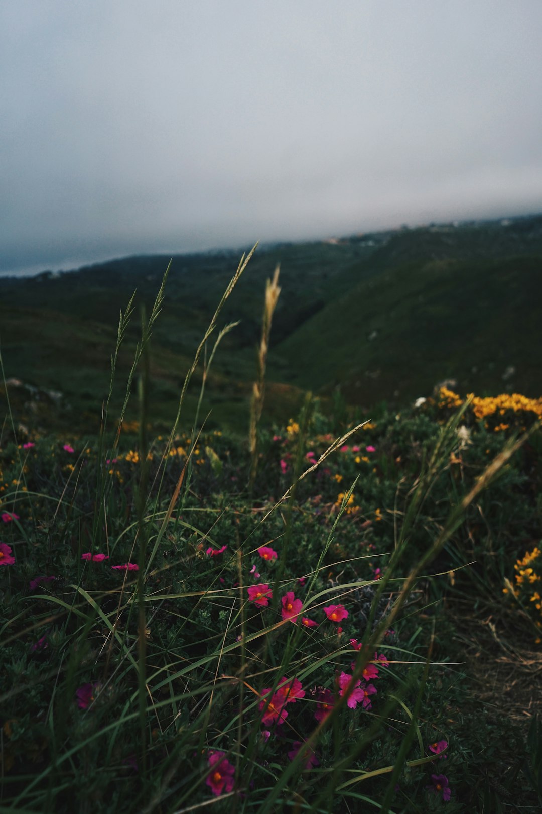 pink-petaled flowers