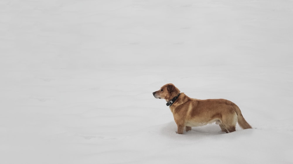 brown dog on snowfield