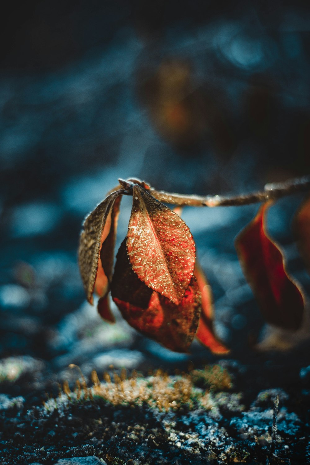 frost covered brown tree leaves