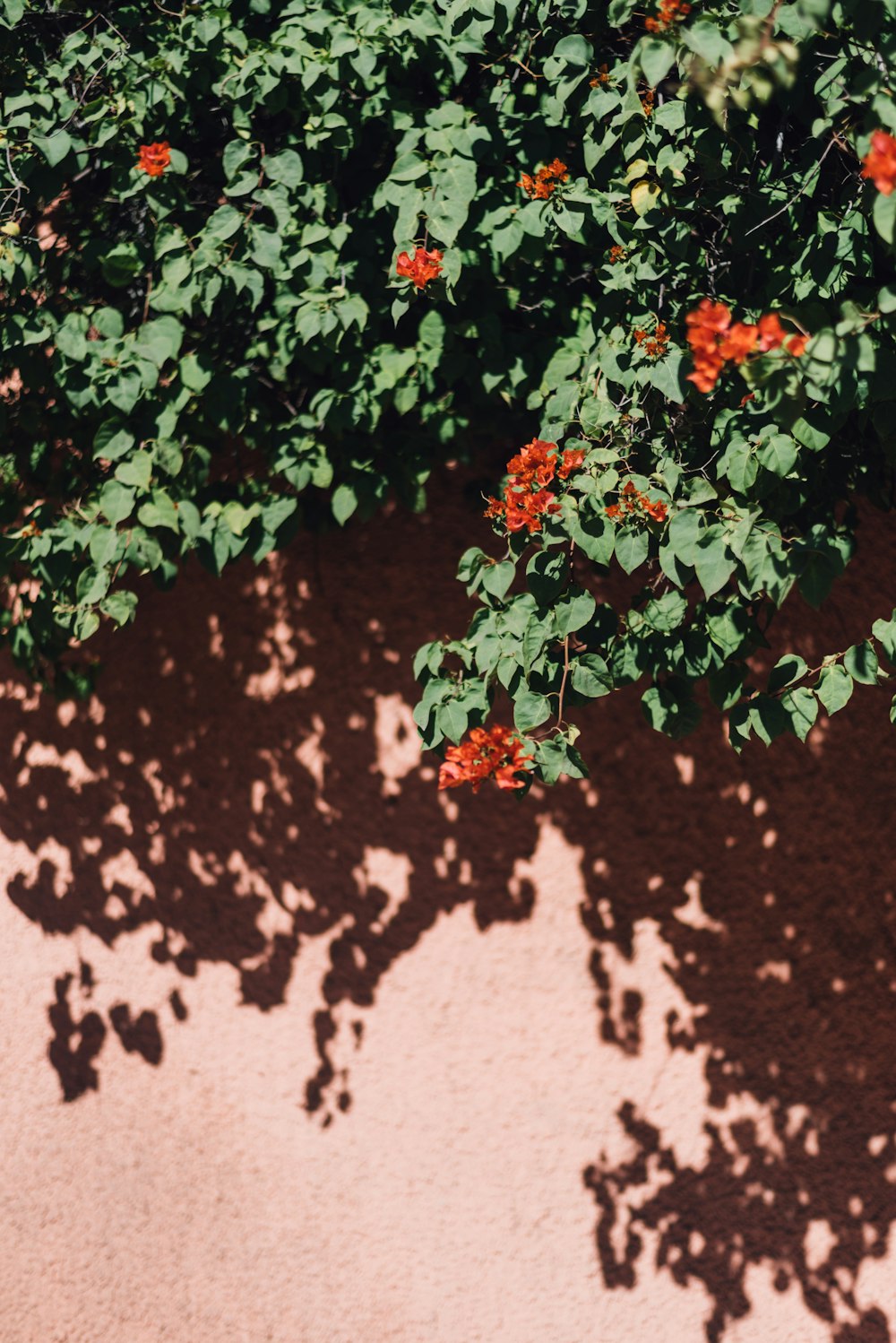 enredaderas de flores rojas y verdes a través de la pared rosa