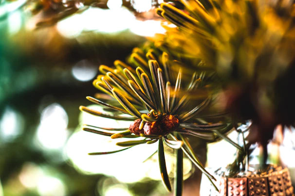 Close-up of pine cones nestled among fresh pine needles, evoking a sense of warmth and welcome.