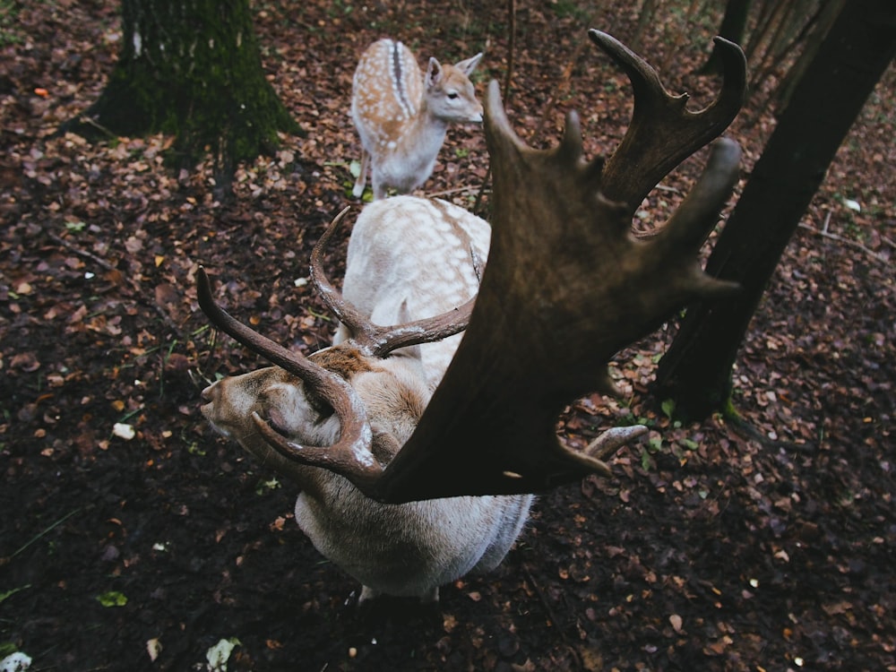 white moose photo on woods