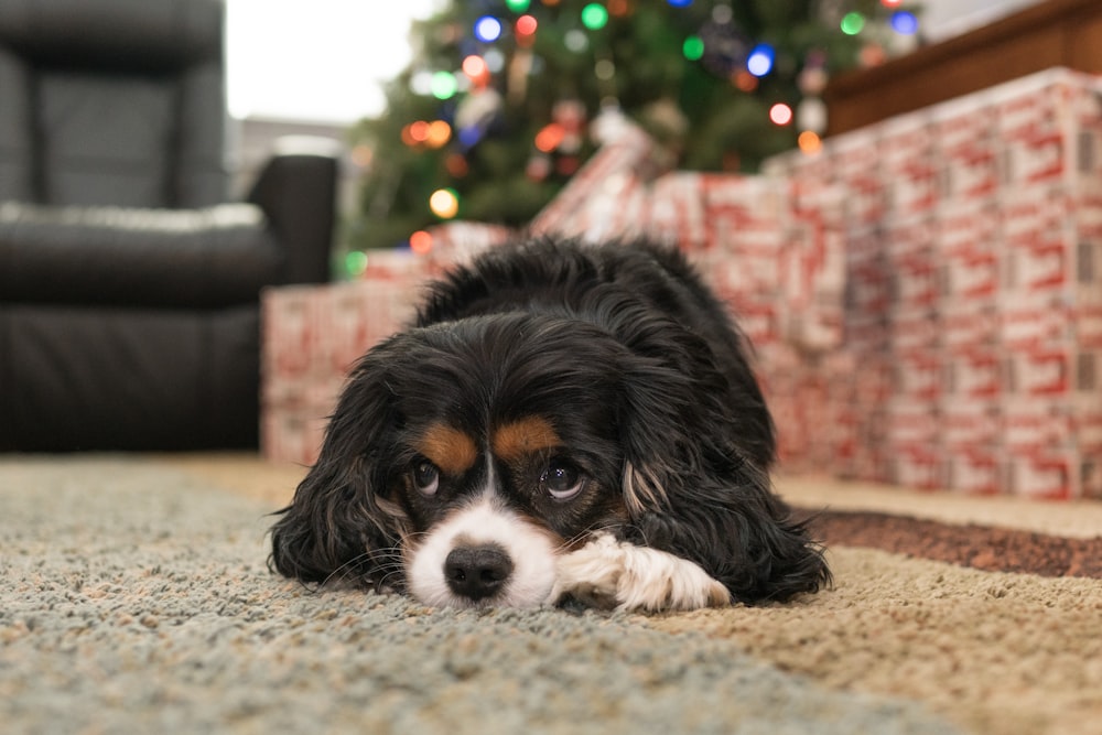 selective focus photo of puppy on floor