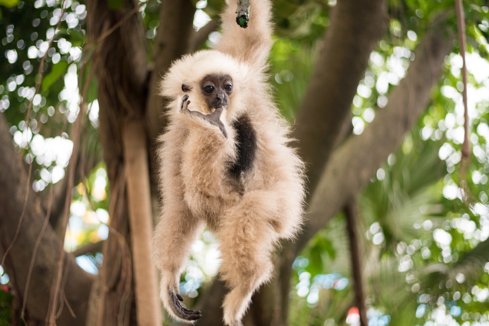 white monkey hang on tree during daytime