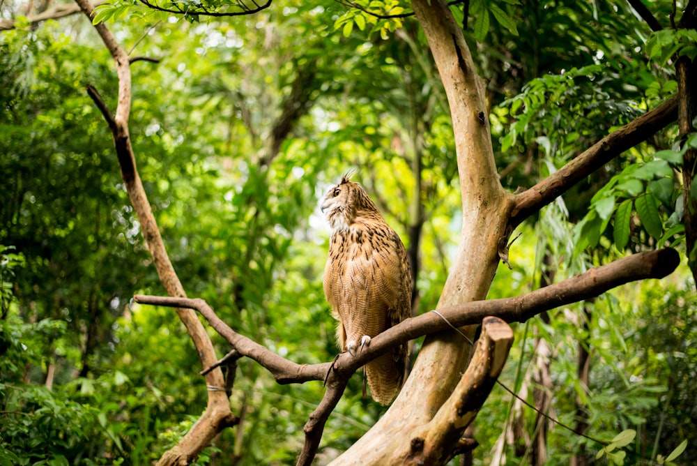 brown owl on tree