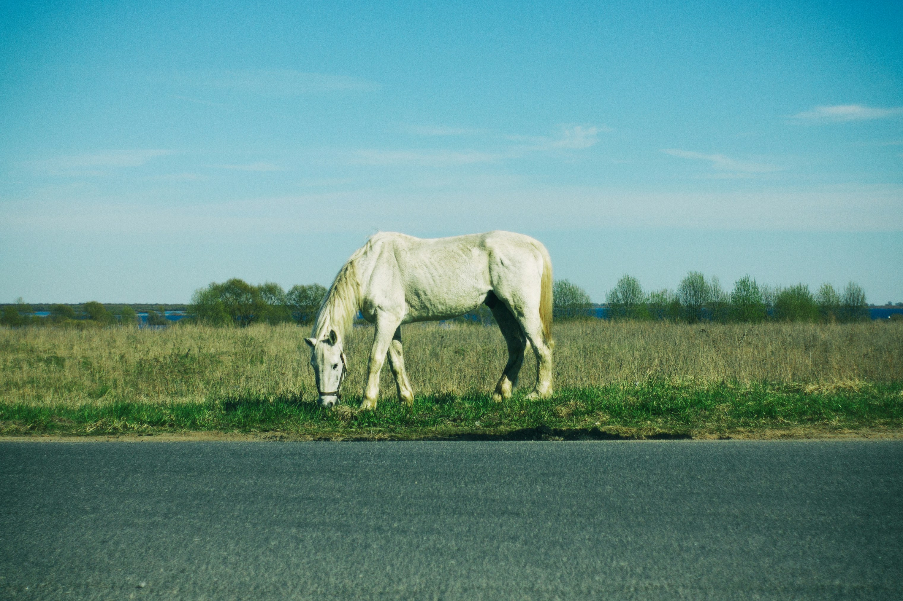 white horse eating grass beside road during daytime