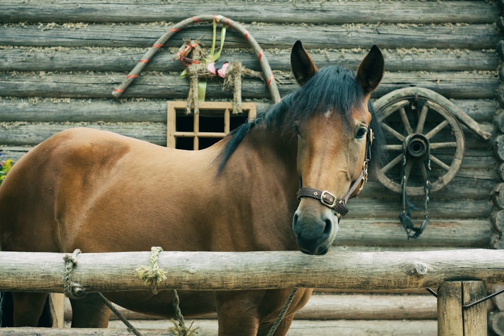 selective focus photo of brown horse