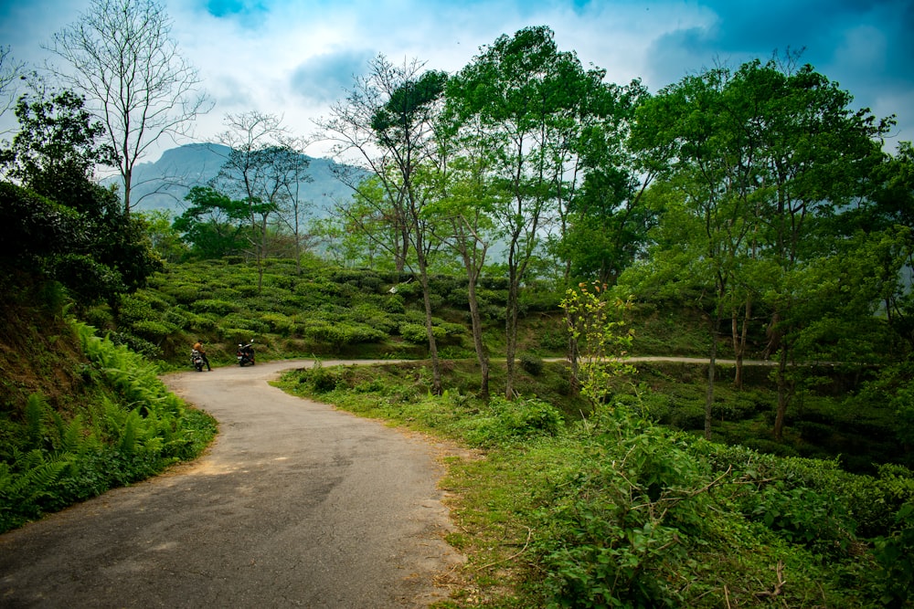 Pasarela gris rodeada de árboles