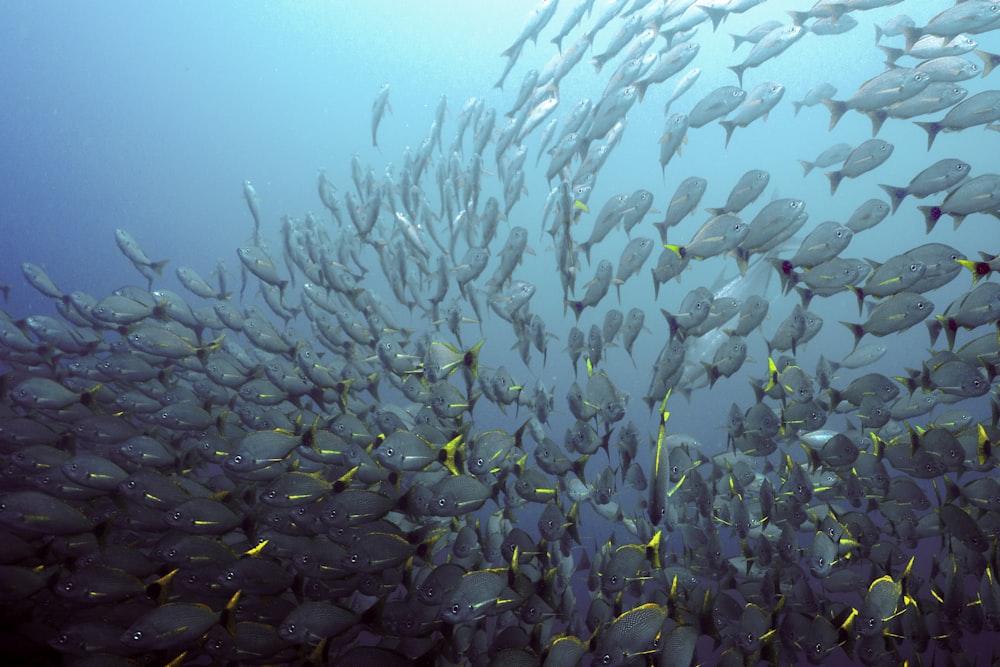 school of gray fish