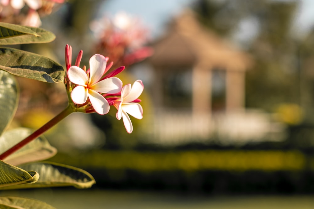 white and red flowers in tilt shift lens