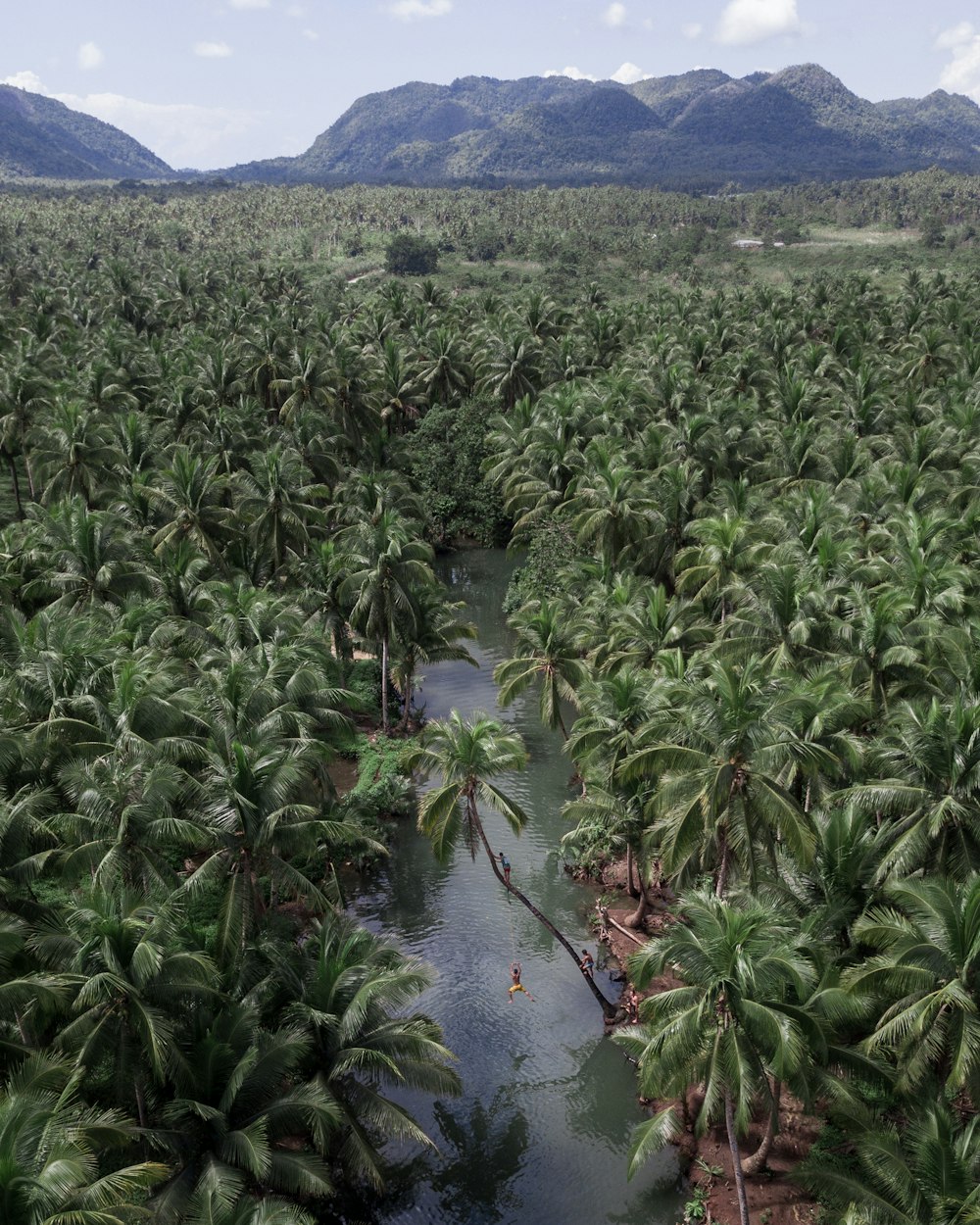 aerial view photography of pine tree