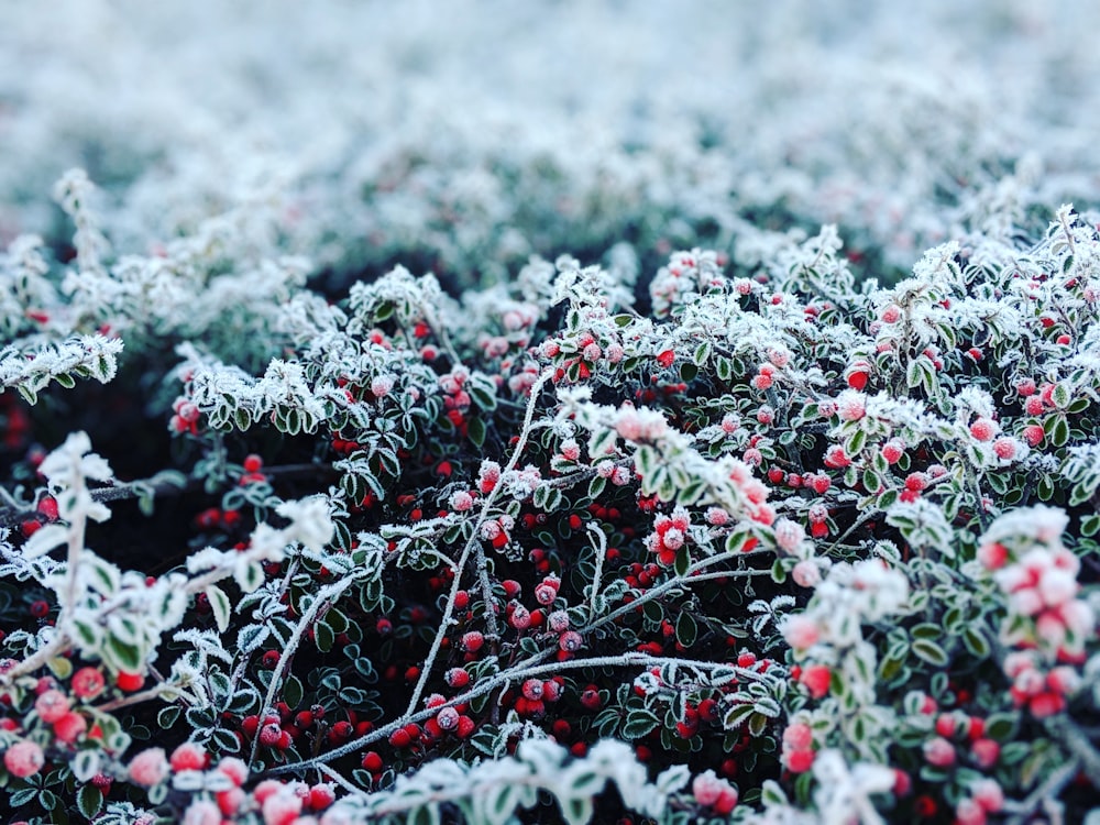 black and red alyssum