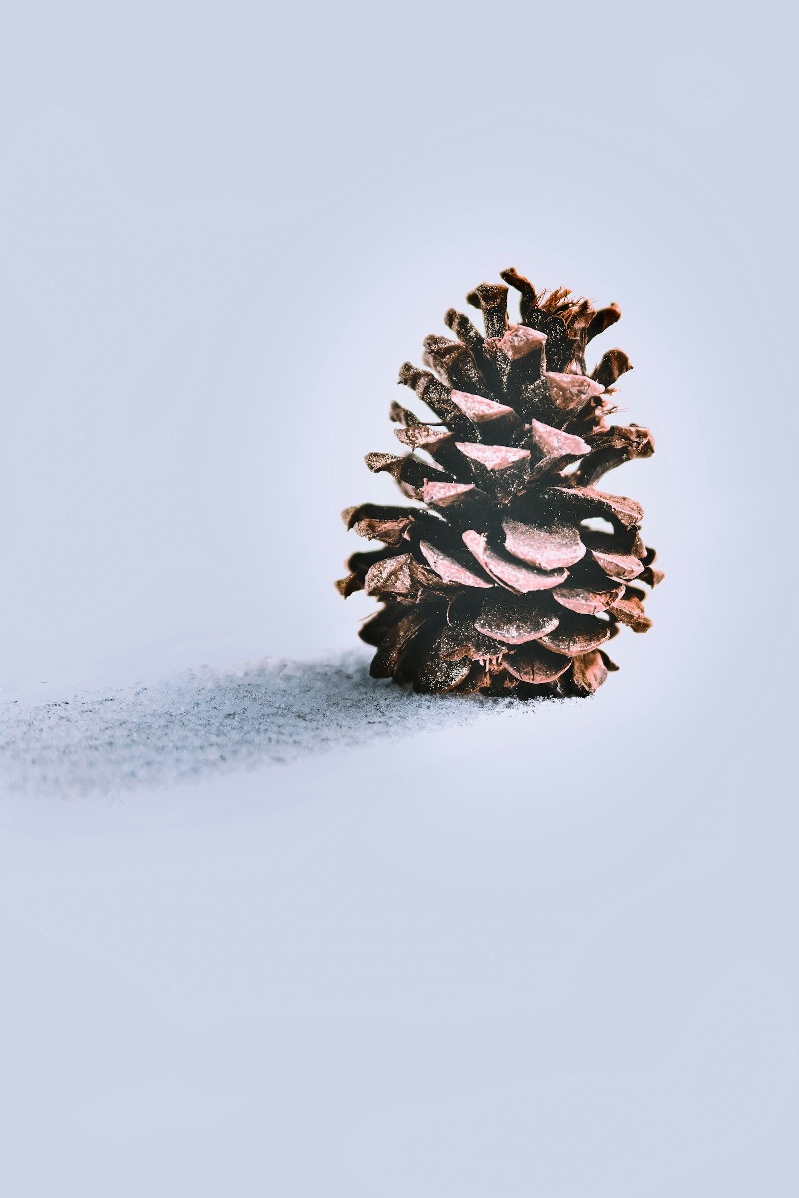 Tamron AF 28-75mm F2.8 XR Di LD Aspherical (IF) sample photo. Pine cone photography