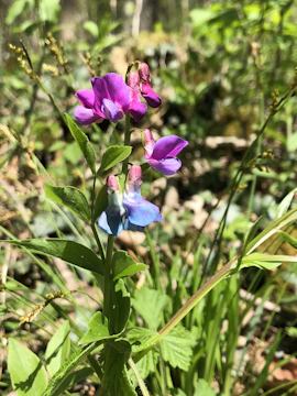 A vibrant native plant thriving in its natural habitat.
