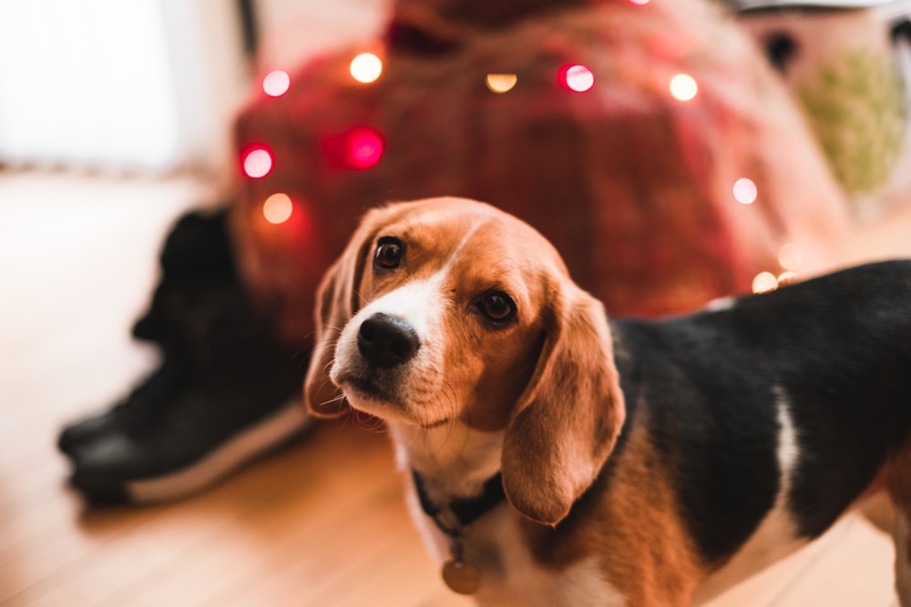 filhote de cachorro preto e marrom de pelagem curta