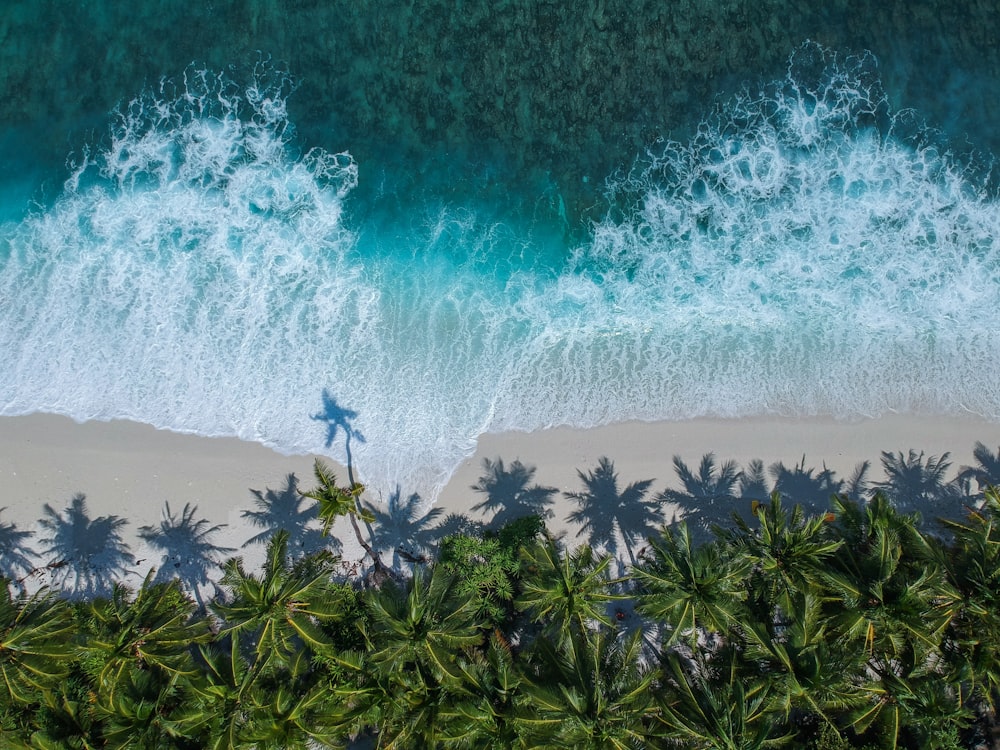 Déferlantes de vagues blanches sur une plage de sable blanc bordée de cocotiers