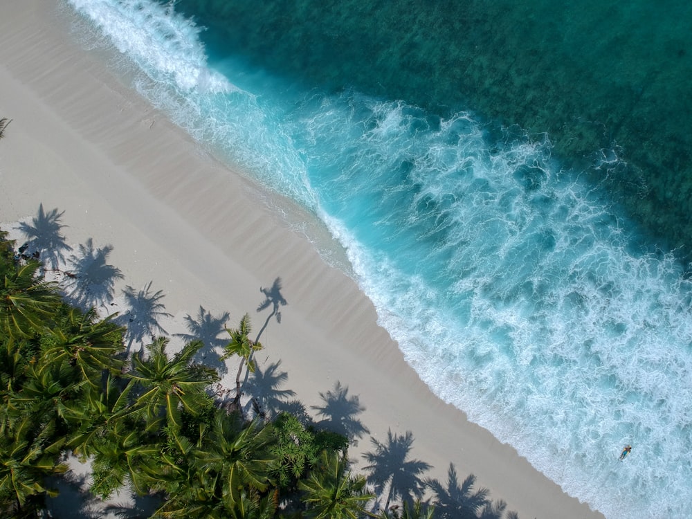 aerial photography of beach