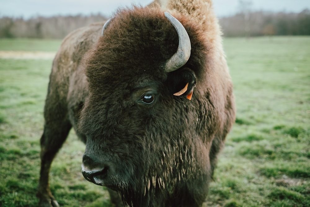 brown animal with horns