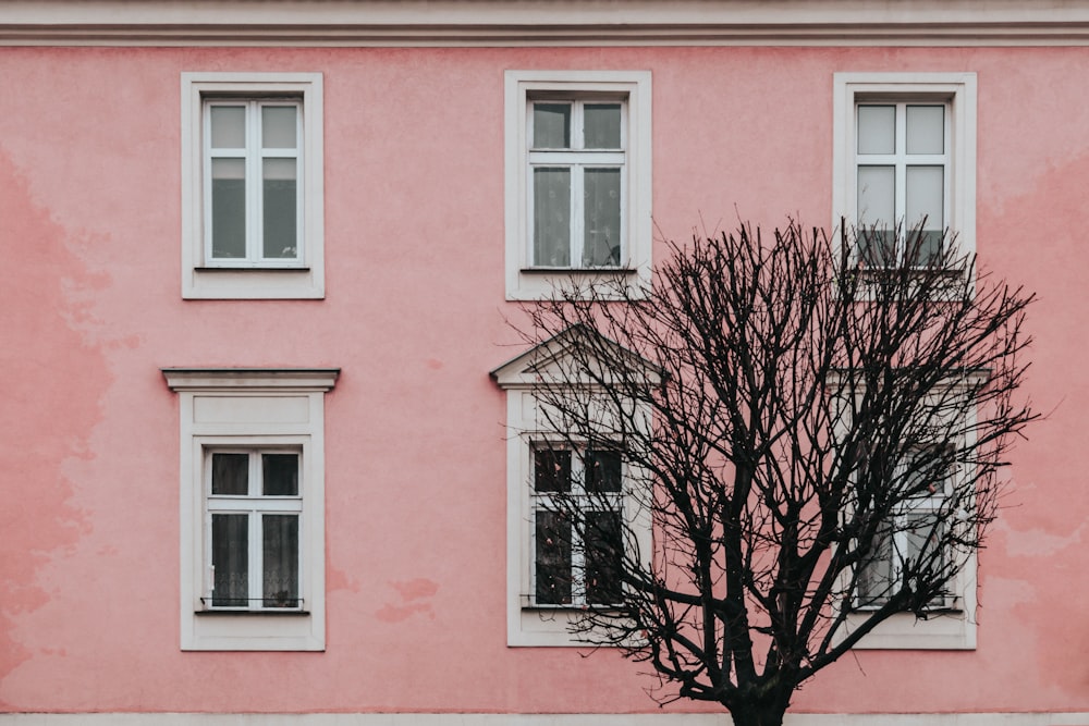 bare tree in front of pink building