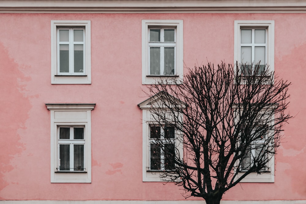 kahler Baum vor rosafarbenem Gebäude