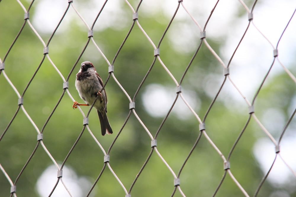 brown bird standing on gray cyclone fence