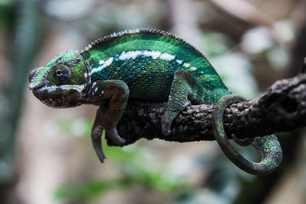 green bearded dragon