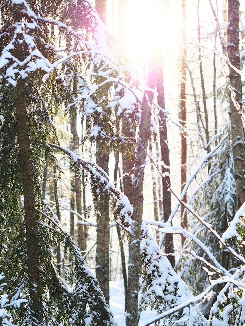 trees covered in snow