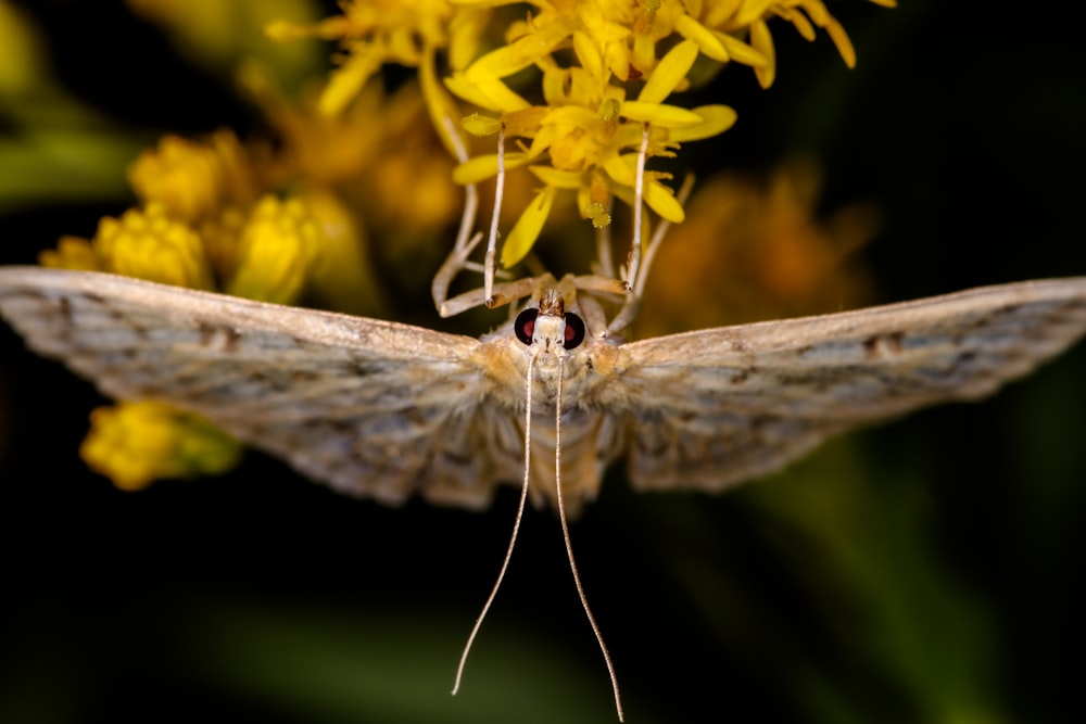 brown moth perching on yellow flower