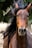 A powerful brown horse with a flowing black mane stands in front of a blurred natural background. The horse's mane is captured in motion, adding a sense of dynamic energy to the image.