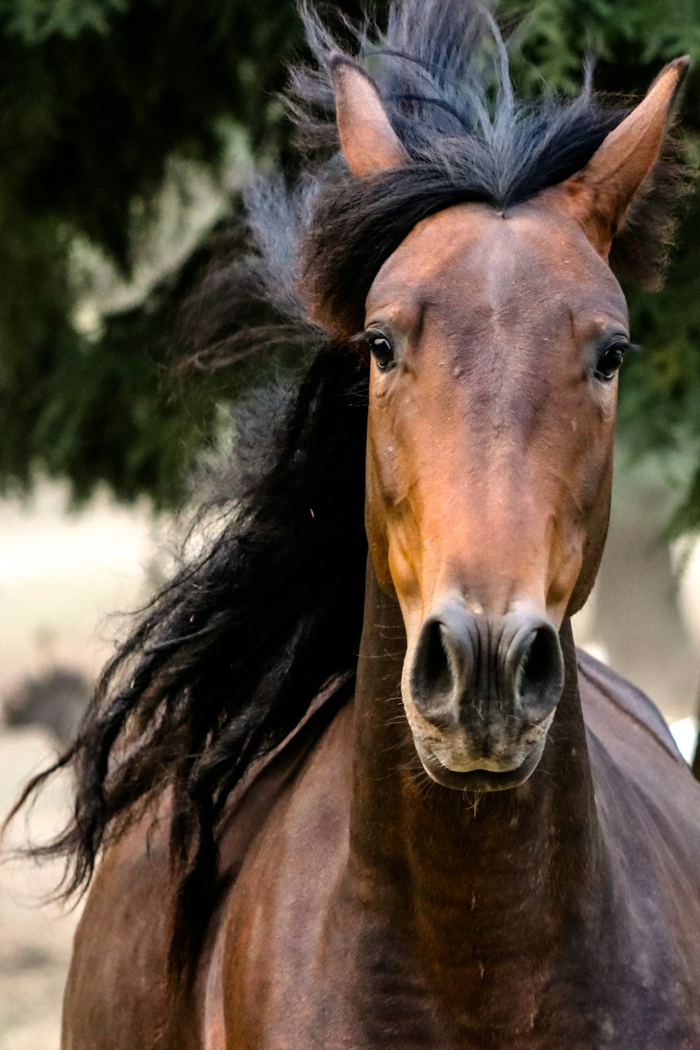 黒髪の写真と茶色の馬