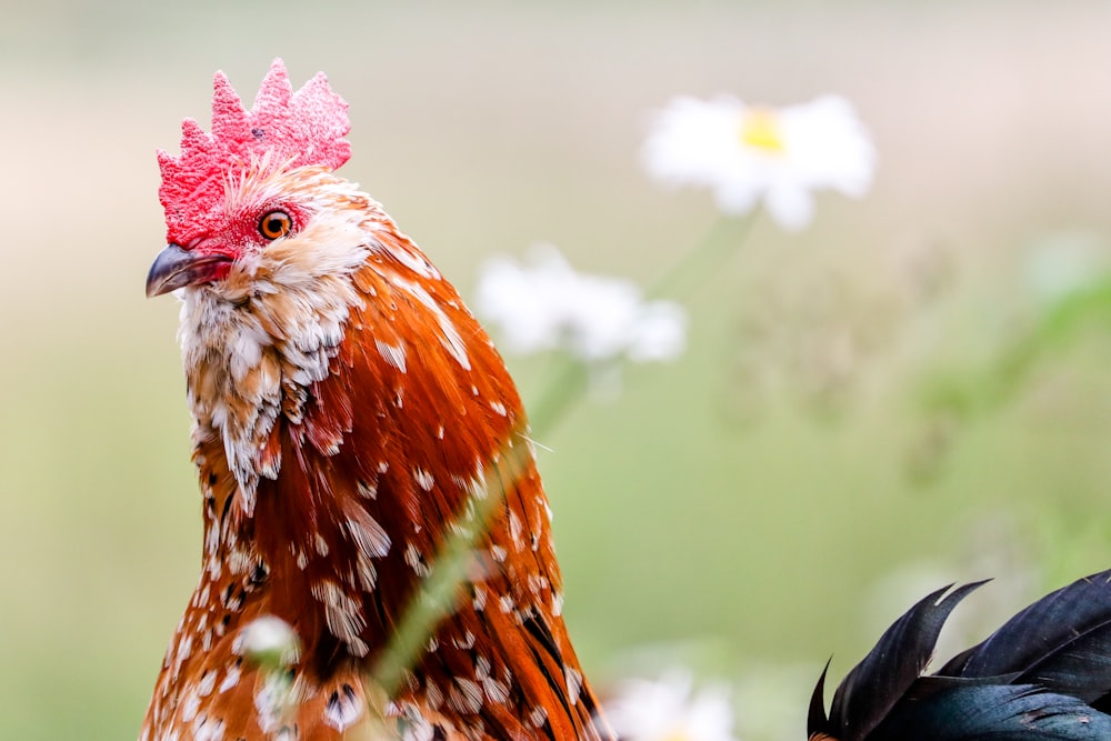 brown rooster