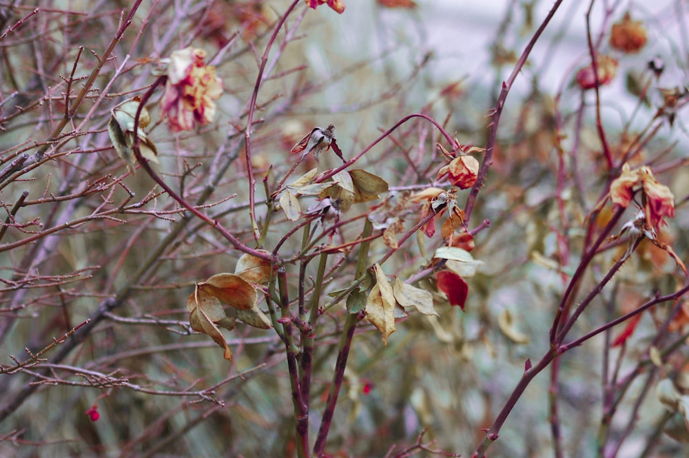 brown plants