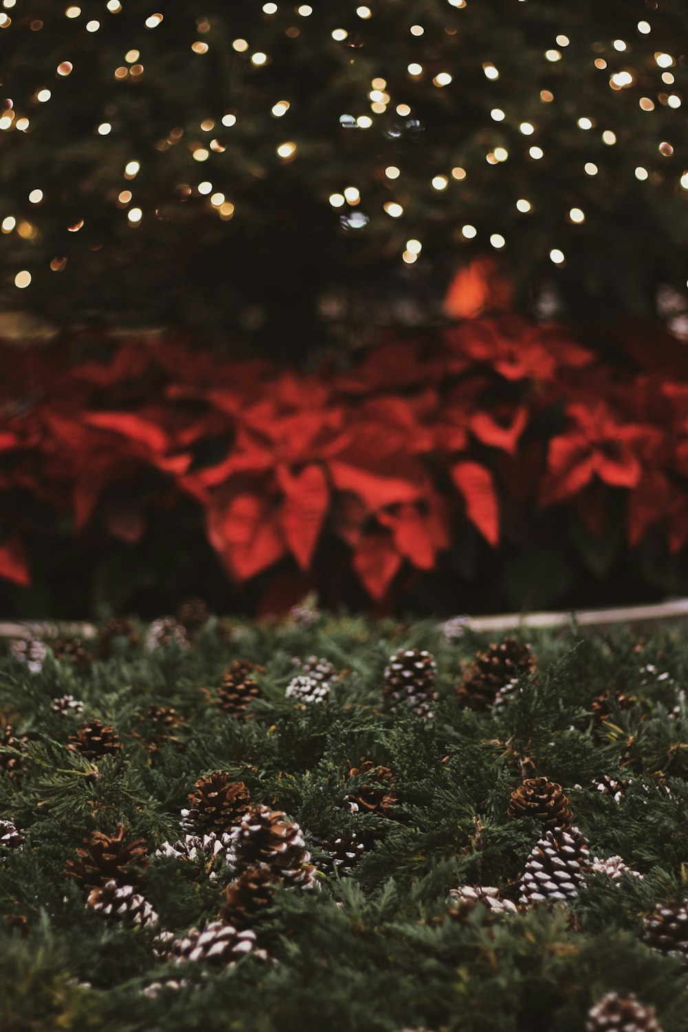 red-leafed plant