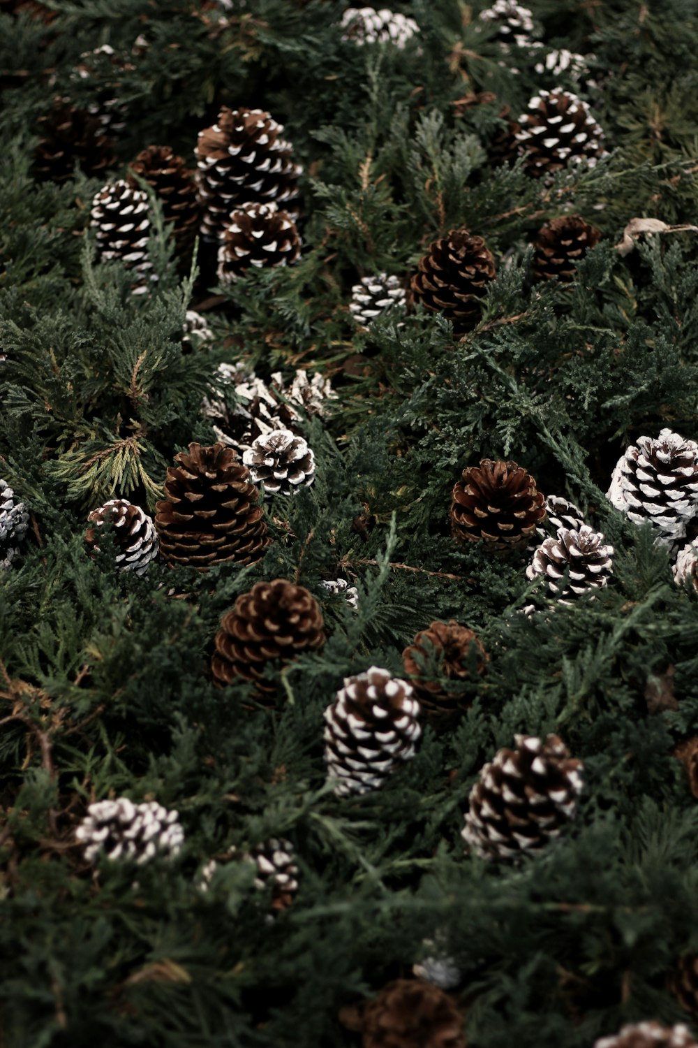 brown pinecones