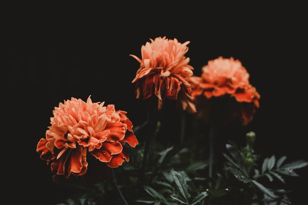 red flowers