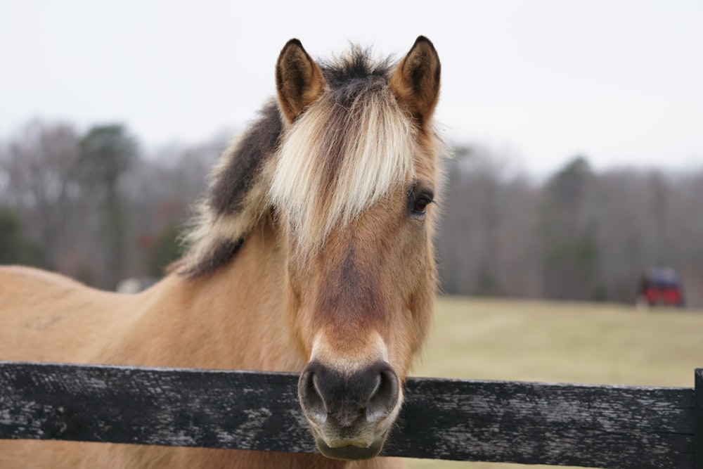 brown horse