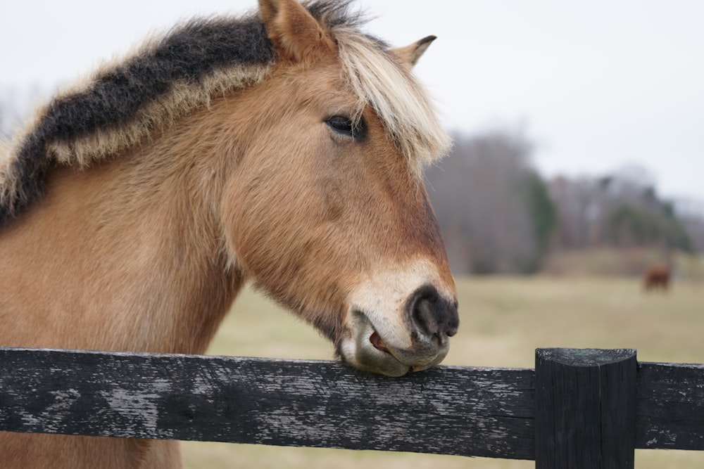 close-up photography of brown horse