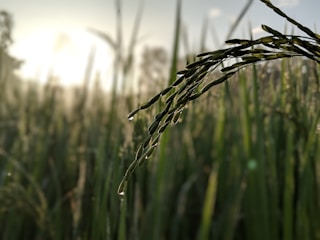 Droplets of water cling to the tips of rice stems, with sunlight filtering through a field of lush green crops in the background.