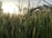 Droplets of water cling to the tips of rice stems, with sunlight filtering through a field of lush green crops in the background.