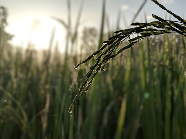 Droplets of water cling to the tips of rice stems, with sunlight filtering through a field of lush green crops in the background.