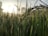 Droplets of water cling to the tips of rice stems, with sunlight filtering through a field of lush green crops in the background.