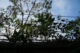 A lattice of power lines is visible with various green vines intertwining through them. Above, a tree with sparse foliage contrasts against a bright blue sky. The composition includes a mix of natural elements and industrial infrastructure.