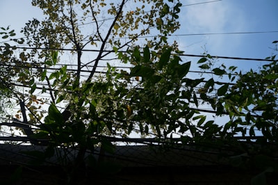 A lattice of power lines is visible with various green vines intertwining through them. Above, a tree with sparse foliage contrasts against a bright blue sky. The composition includes a mix of natural elements and industrial infrastructure.