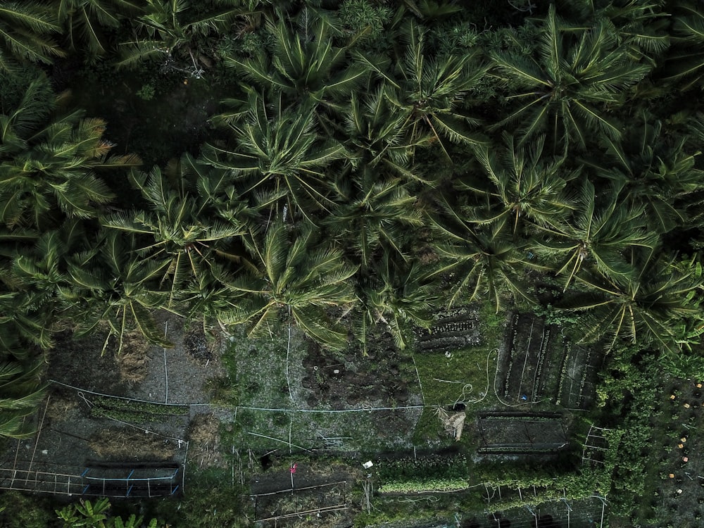 aerial photography of green coconut trees during daytime
